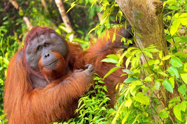 Best Time to Visit Tanjung Puting for Wildlife and Nature Lovers