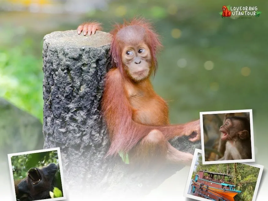 Itinerary Orangutan Trip 4 Days 3 Nights