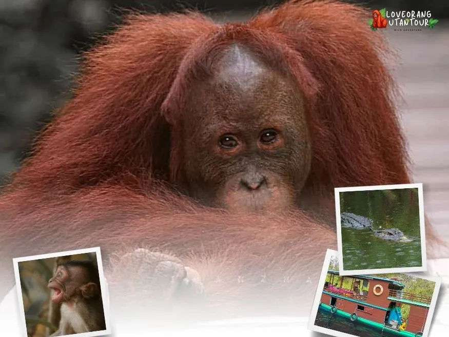 Orangutan Trip 2 Days 1 Night